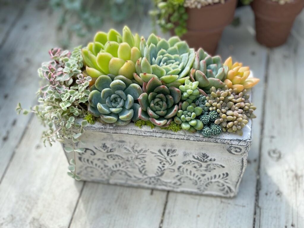 Succulent Shop 3104 サキュレントショップサトシ 市原市の情報サイト エブタン