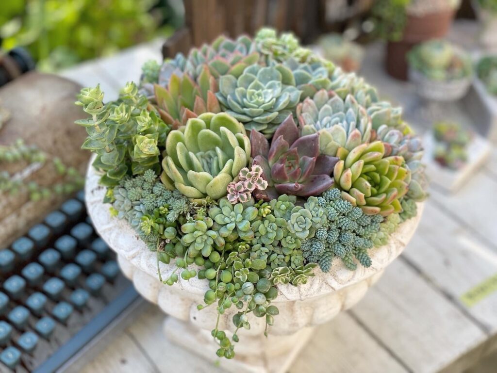 Succulent Shop 3104 サキュレントショップサトシ 市原市の情報サイト エブタン