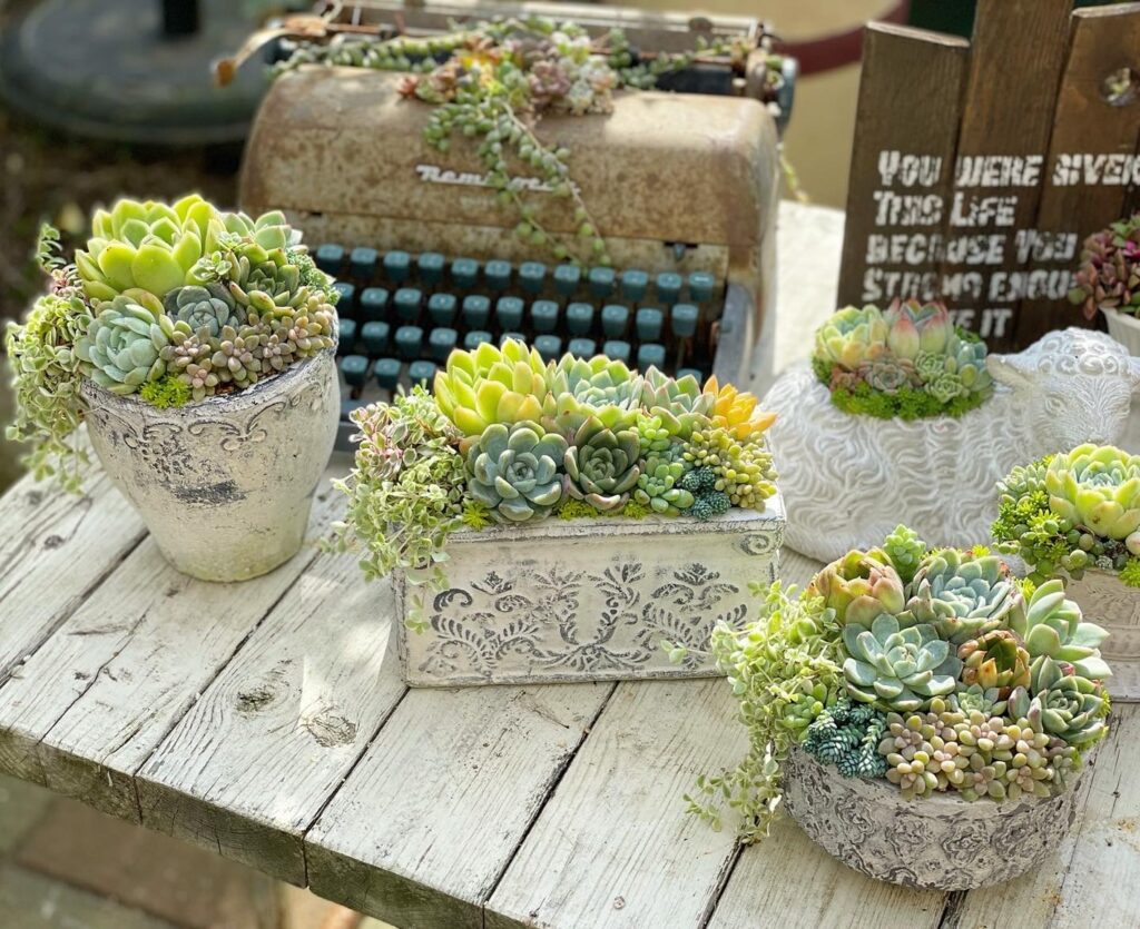 Succulent Shop 3104 サキュレントショップサトシ 市原市の情報サイト エブタン